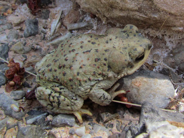 Red-spotted Toad